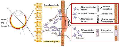 Future perspective of stem cell-derived exosomes: Cell-free therapeutic strategies for retinal degeneration